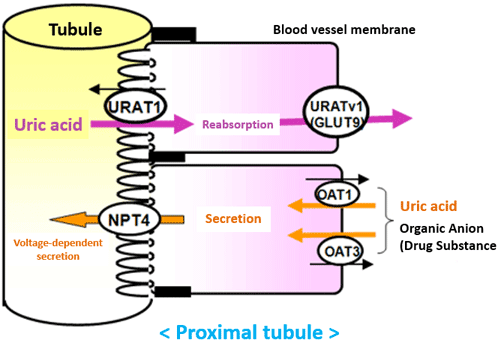 Uric acid transporter and drug discovery | J-Pharma Co., Ltd. diagram of a nephron 